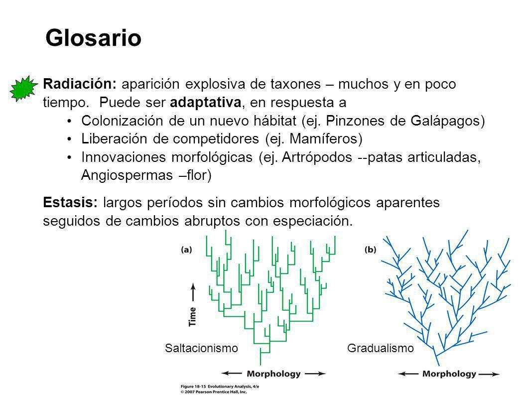 Glosario Radiación: aparición explosiva de taxones – muchos y en poco tiempo. Puede ser adaptativa, en respuesta a.