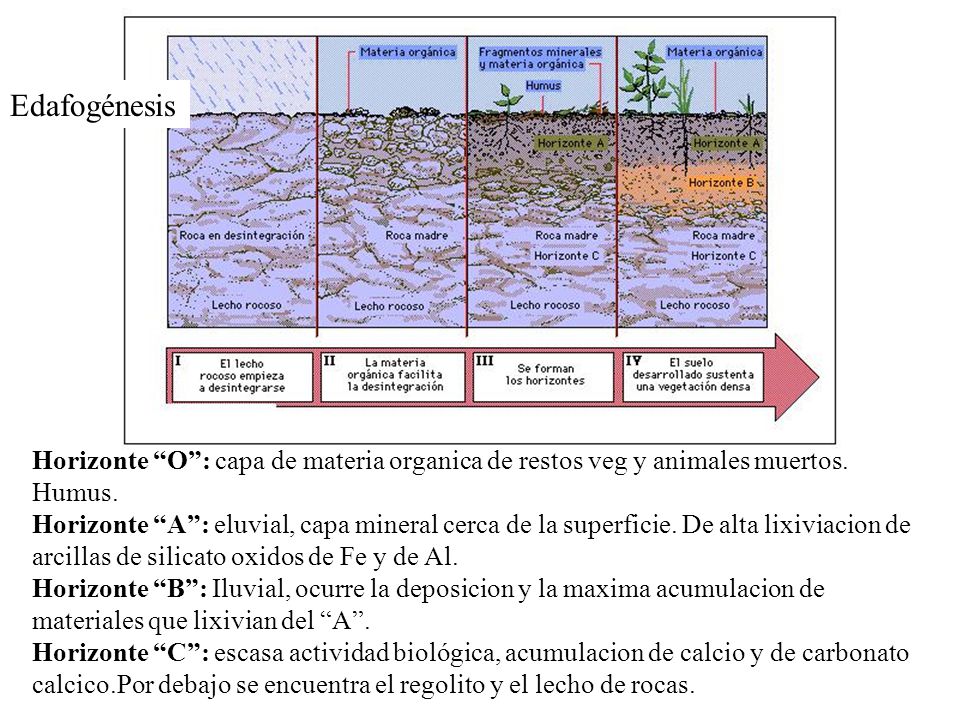 Edafogénesis Horizonte O : capa de materia organica de restos veg y animales muertos. Humus.