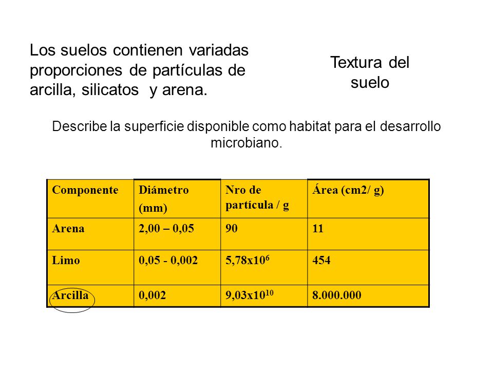 Los suelos contienen variadas proporciones de partículas de arcilla, silicatos y arena.
