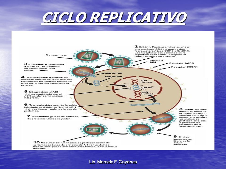 CICLO REPLICATIVO Lic. Marcelo F. Goyanes
