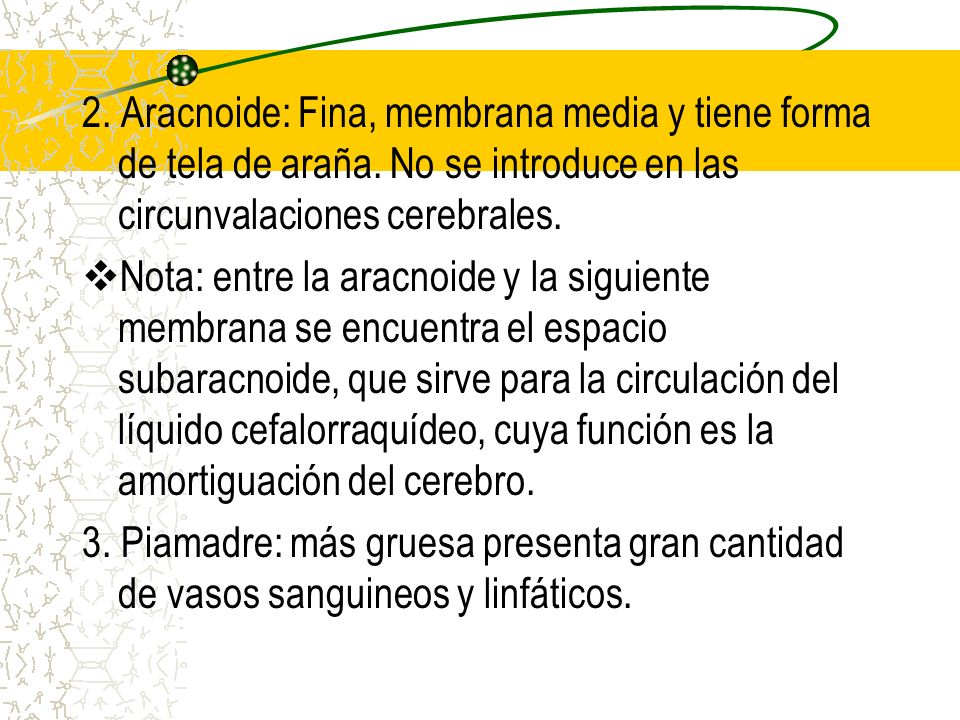 2. Aracnoide: Fina, membrana media y tiene forma de tela de araña