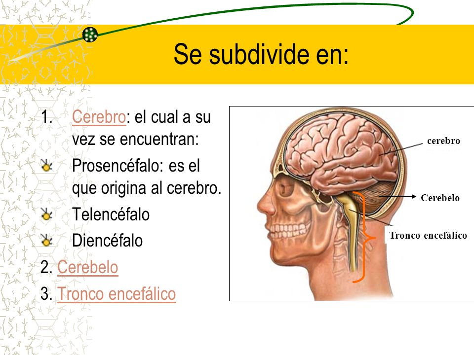 Se subdivide en: Cerebro: el cual a su vez se encuentran: