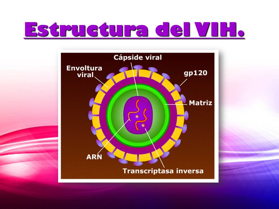 Estructura del VIH.