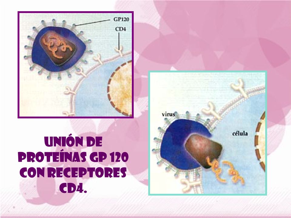 Unión de proteínas gp 120 con receptores CD4.