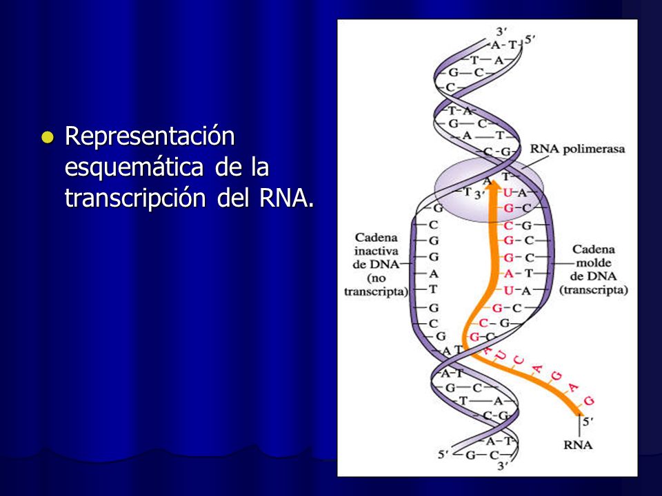 Representación esquemática de la transcripción del RNA.