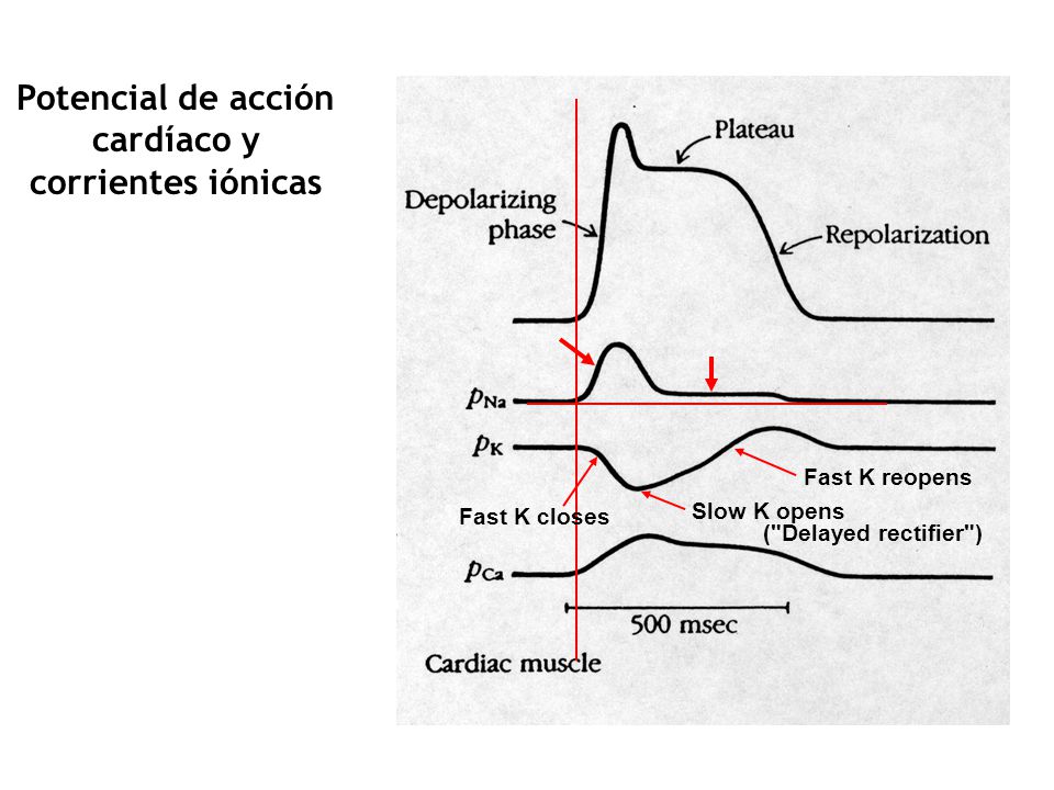 Potencial de acción cardíaco y corrientes iónicas