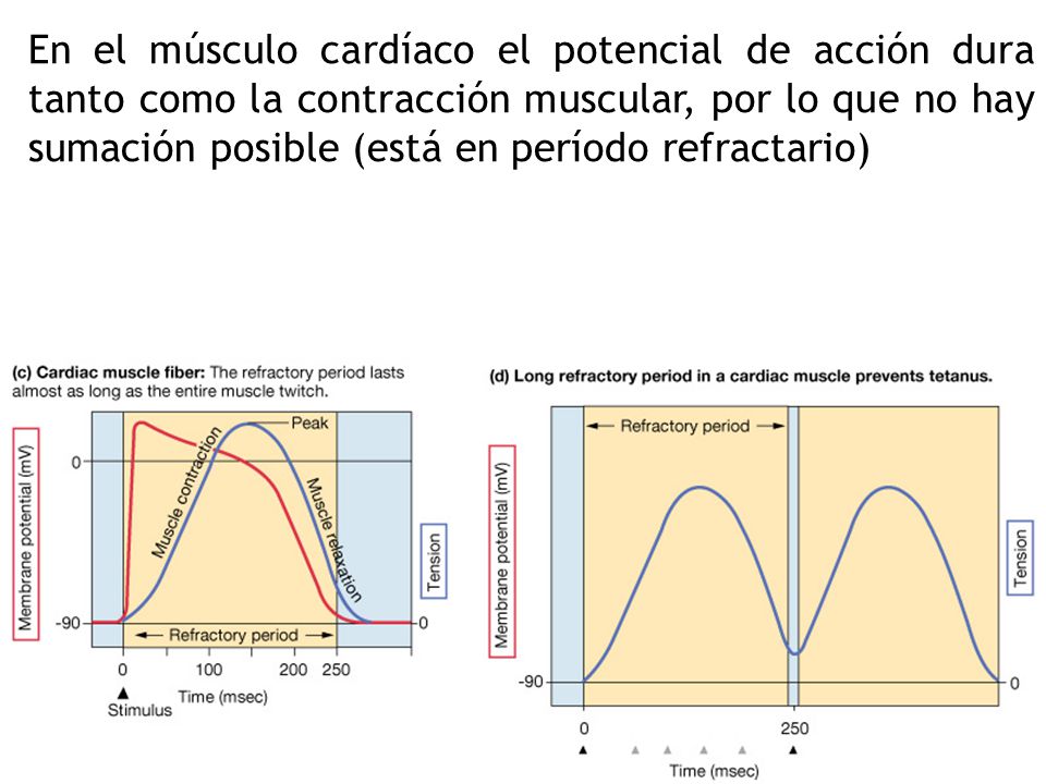 En el músculo cardíaco el potencial de acción dura tanto como la contracción muscular, por lo que no hay sumación posible (está en período refractario)