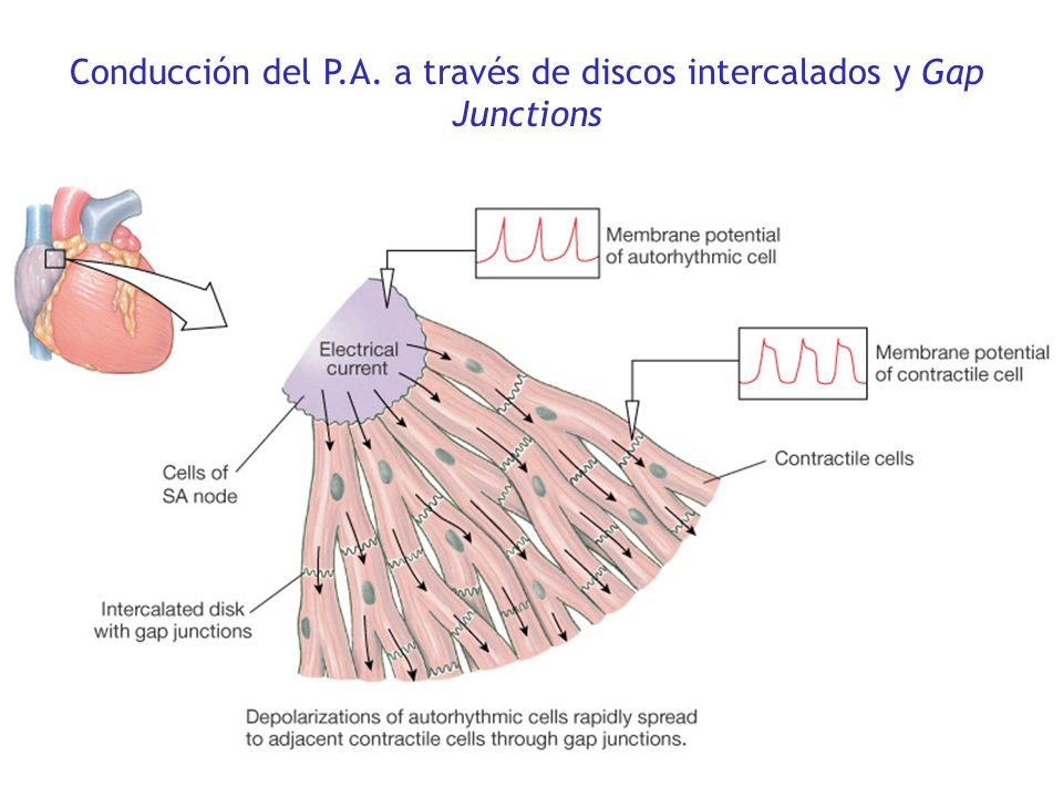 Conducción del P.A. a través de discos intercalados y Gap Junctions