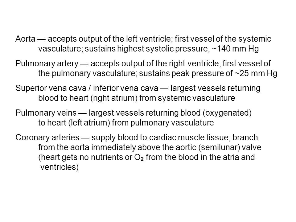 Aorta — accepts output of the left ventricle; first vessel of the systemic