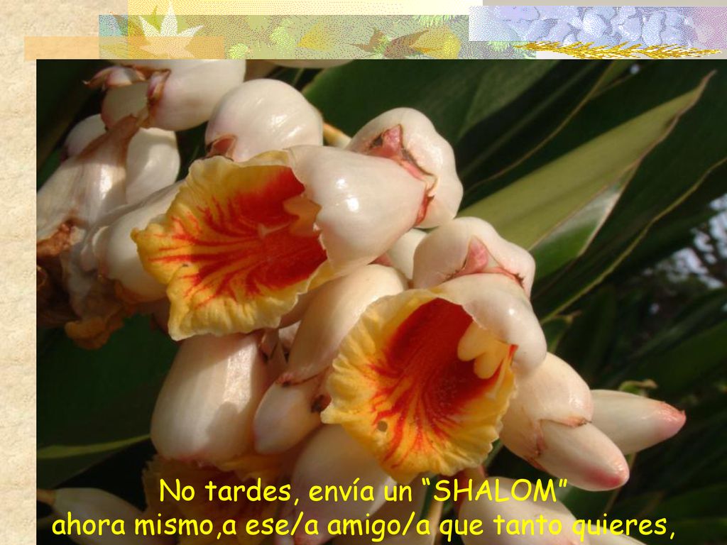 No tardes, envía un SHALOM ahora mismo,a ese/a amigo/a que tanto quieres,