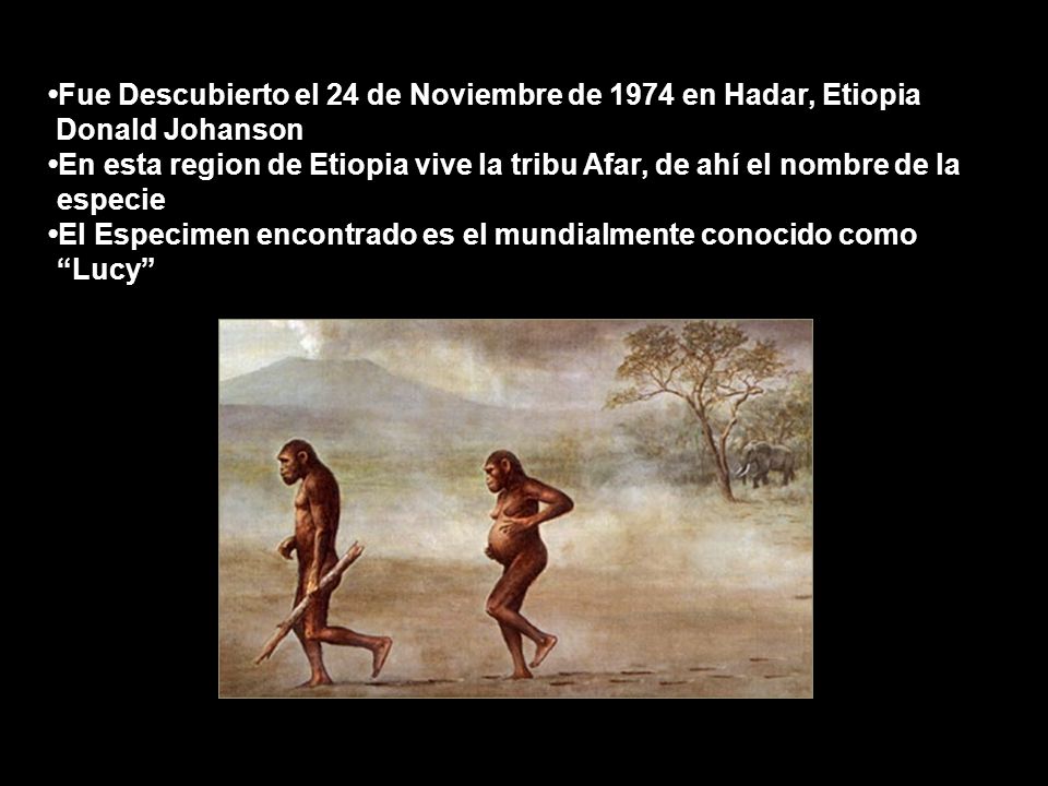 •Fue Descubierto el 24 de Noviembre de 1974 en Hadar, Etiopia Donald Johanson •En esta region de Etiopia vive la tribu Afar, de ahí el nombre de la .especie •El Especimen encontrado es el mundialmente conocido como . Lucy