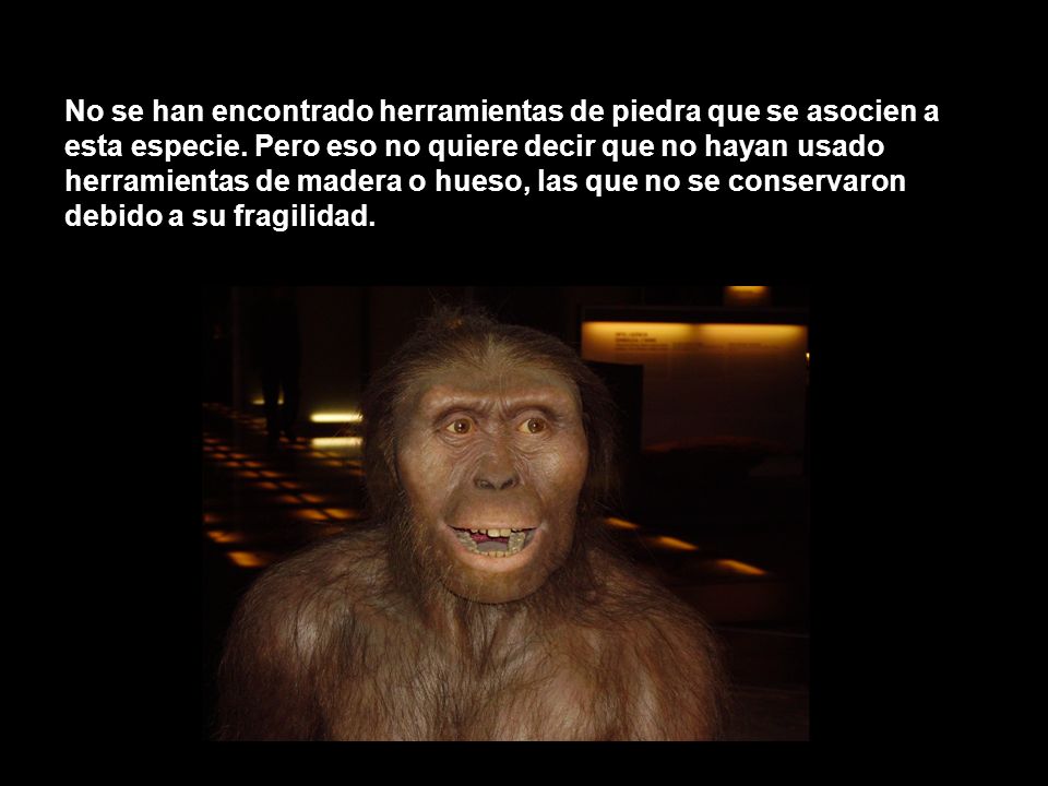 No se han encontrado herramientas de piedra que se asocien a esta especie.