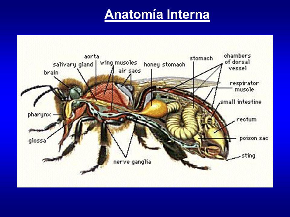 Отделы тела пчелы медоносной. Внутреннее строение пчелы медоносной. Строение пчелы медоносной. Внутренне строение пчелы. Пчела строение тела.