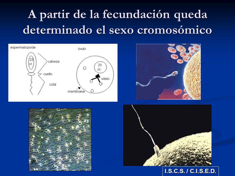 A partir de la fecundación queda determinado el sexo cromosómico