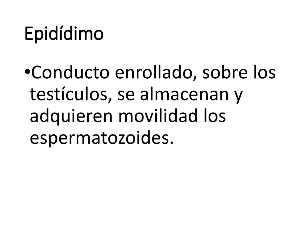 Epidídimo Conducto enrollado, sobre los testículos, se almacenan y adquieren movilidad los espermatozoides.