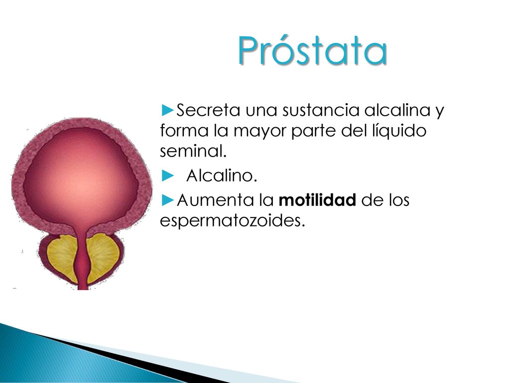 Próstata Secreta una sustancia alcalina y forma la mayor parte del líquido seminal.