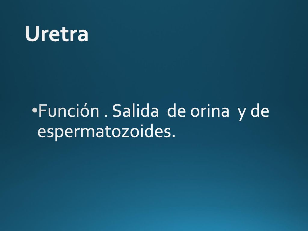 Uretra Función . Salida de orina y de espermatozoides.