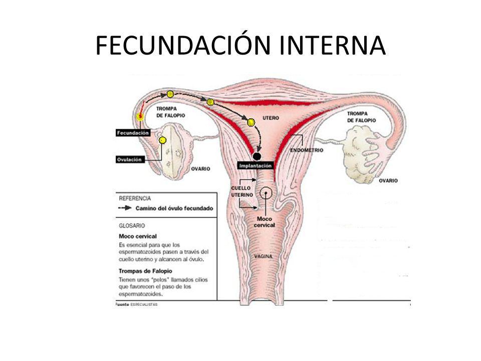 Ciclo Vital Humano Ppt Video Online Descargar