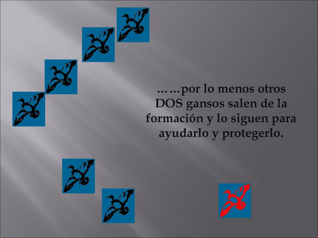 ……por lo menos otros DOS gansos salen de la formación y lo siguen para ayudarlo y protegerlo.