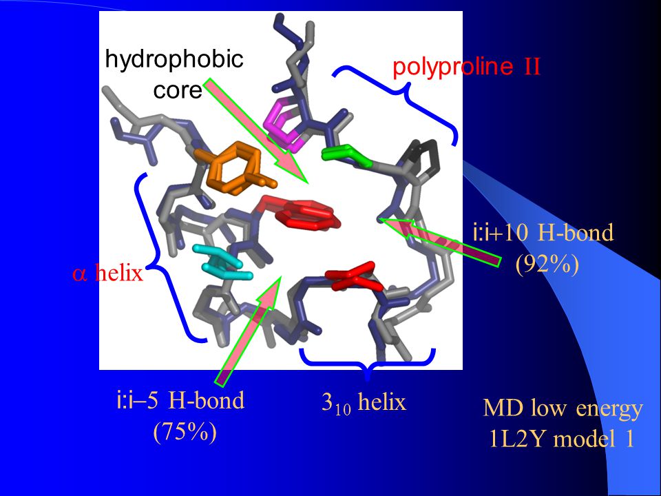 hydrophobic core. polyproline II. i:i+10 H-bond. (92%) a helix. i:i-5 H-bond. (75%) 310 helix.