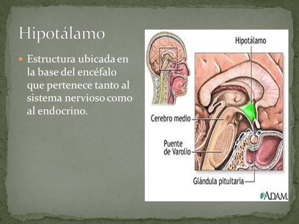 Hipotálamo Estructura ubicada en la base del encéfalo que pertenece tanto al sistema nervioso como al endocrino.