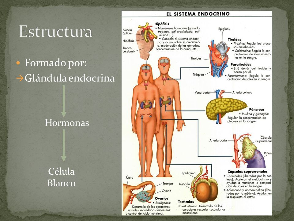 Estructura Formado por: Glándula endocrina Hormonas Célula Blanco