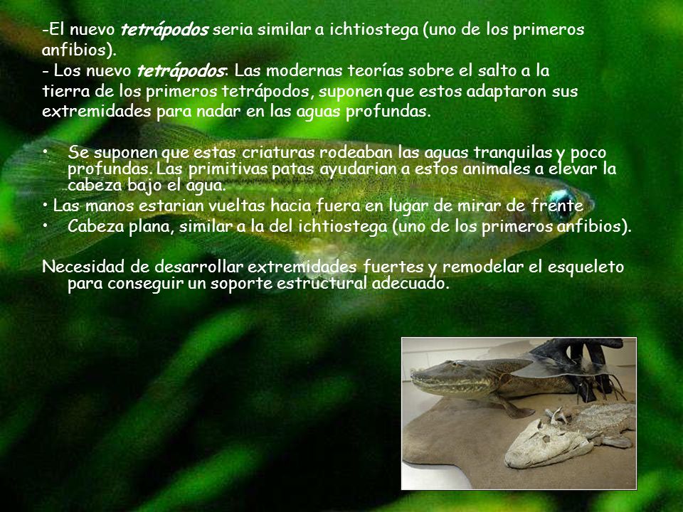-El nuevo tetrápodos seria similar a ichtiostega (uno de los primeros