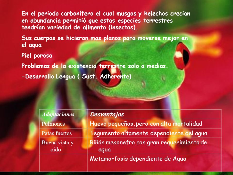 En el periodo carbonífero el cual musgos y helechos crecian en abundancia permitió que estas especies terrestres tendrían variedad de alimento (insectos).