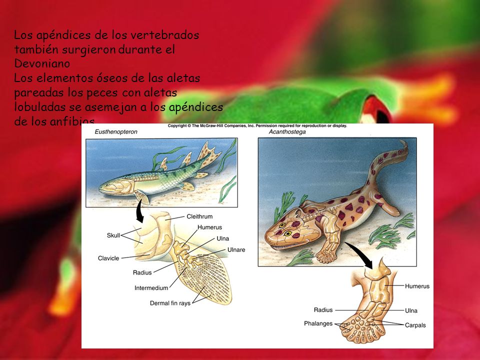 Los apéndices de los vertebrados también surgieron durante el Devoniano