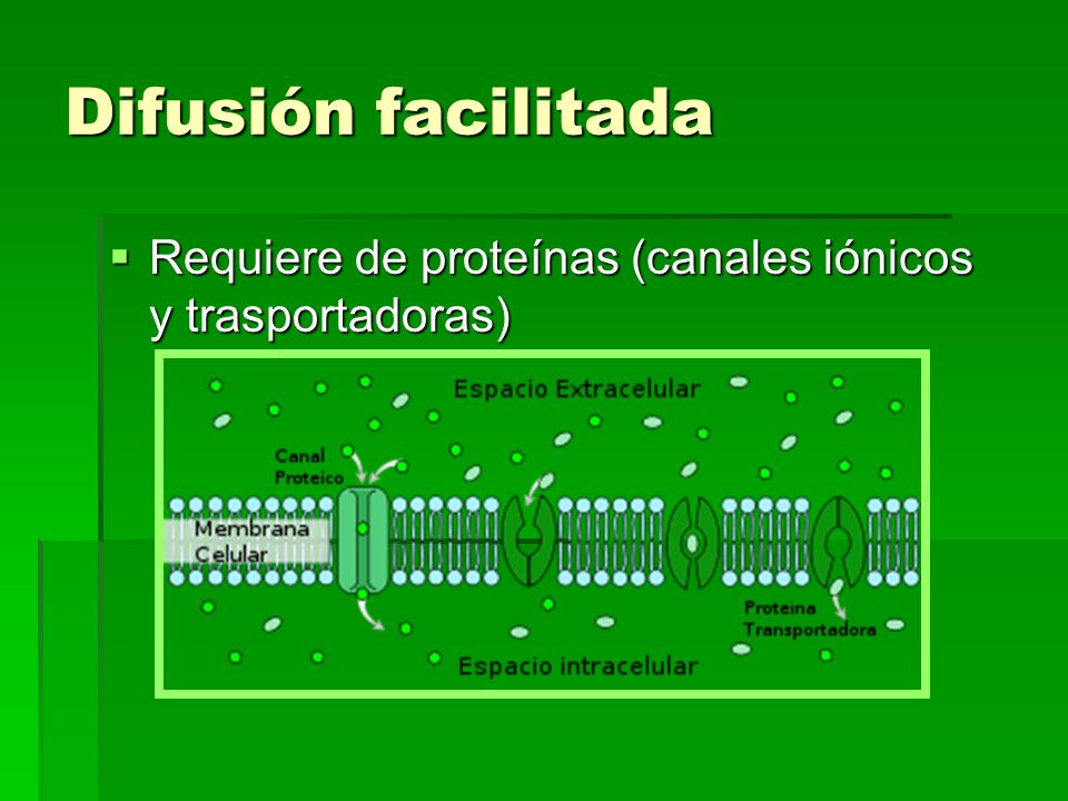 Difusión facilitada Requiere de proteínas (canales iónicos y trasportadoras)