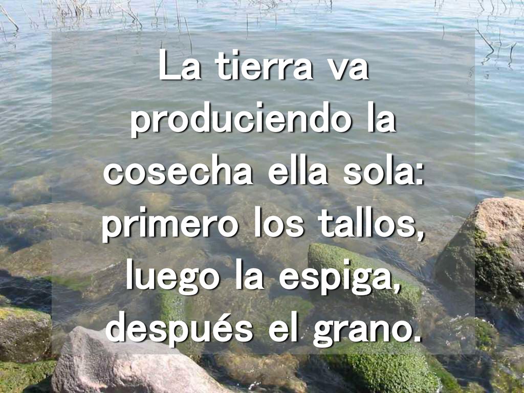 La tierra va produciendo la cosecha ella sola: primero los tallos, luego la espiga, después el grano.