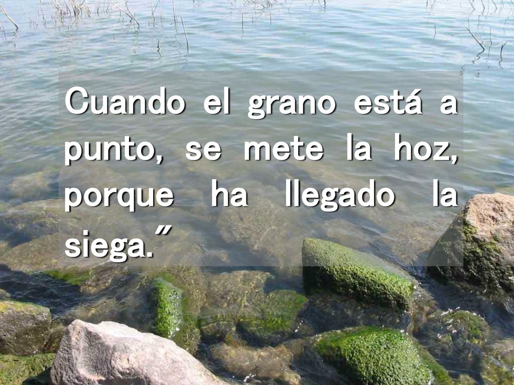 Cuando el grano está a punto, se mete la hoz, porque ha llegado la siega.