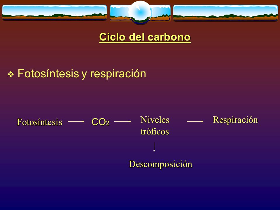 Fotosíntesis y respiración