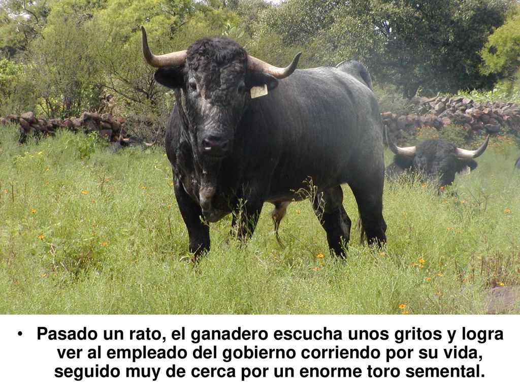 Pasado un rato, el ganadero escucha unos gritos y logra ver al empleado del gobierno corriendo por su vida, seguido muy de cerca por un enorme toro semental.