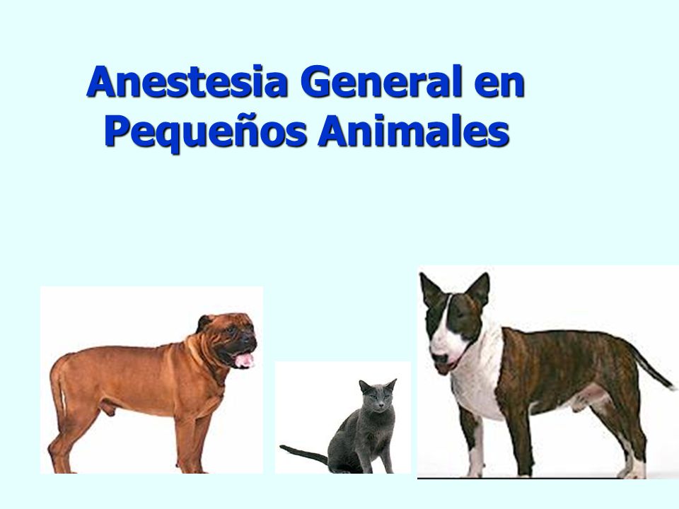 Anestesia General en Pequeños Animales