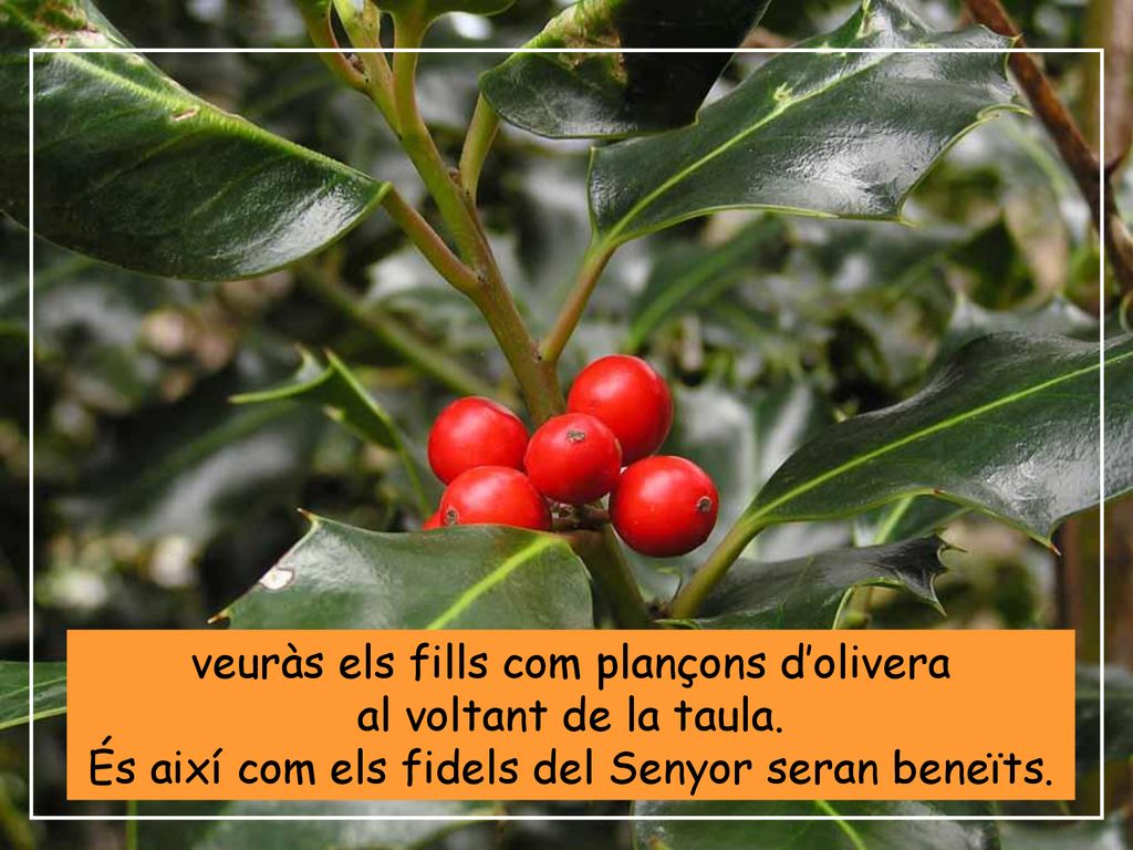 veuràs els fills com plançons d’olivera al voltant de la taula.