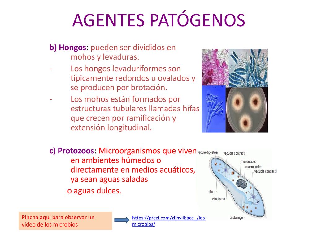 AGENTES PATÓGENOS b) Hongos: pueden ser divididos en mohos y levaduras.