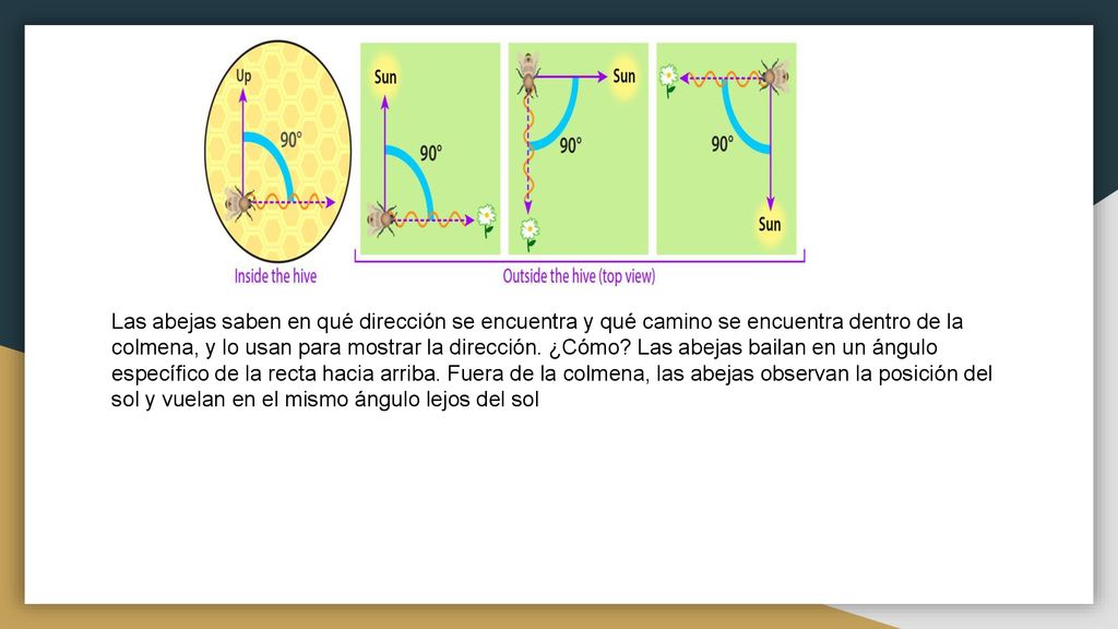 Las abejas saben en qué dirección se encuentra y qué camino se encuentra dentro de la colmena, y lo usan para mostrar la dirección.