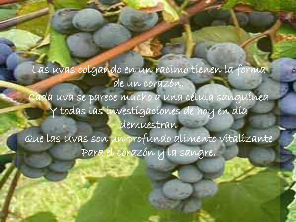 Las uvas colgando en un racimo tienen la forma de un corazón.