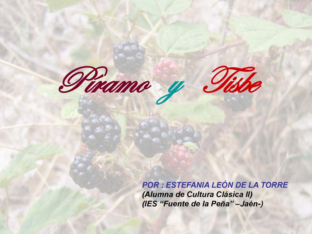 Píramo y Tisbe POR : ESTEFANIA LEÓN DE LA TORRE