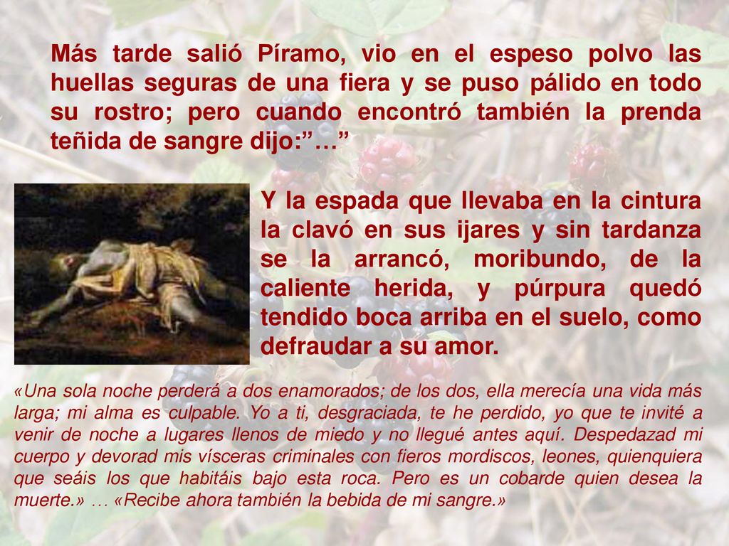 Más tarde salió Píramo, vio en el espeso polvo las huellas seguras de una fiera y se puso pálido en todo su rostro; pero cuando encontró también la prenda teñida de sangre dijo: …