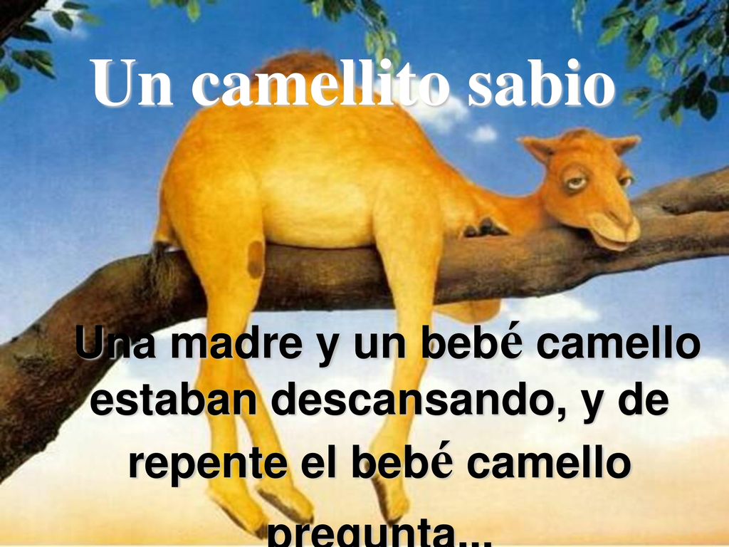 Un camellito sabio Una madre y un bebé camello estaban descansando, y de repente el bebé camello pregunta...