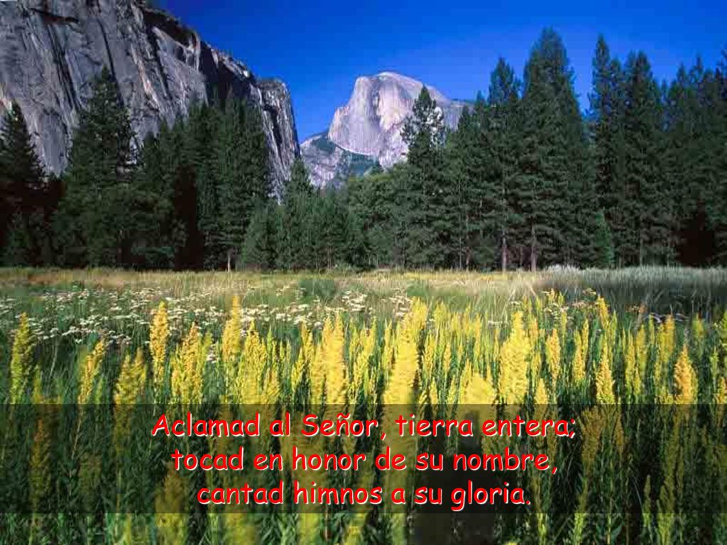 Aclamad al Señor, tierra entera; tocad en honor de su nombre,