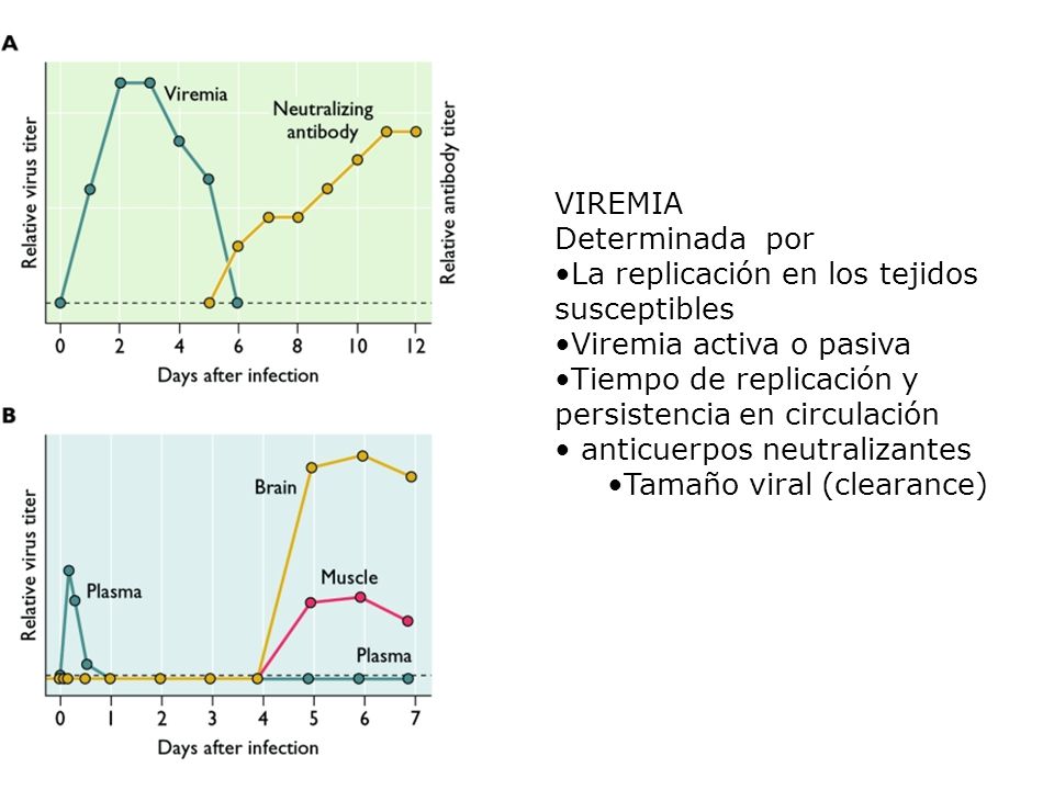 VIREMIA Determinada por. La replicación en los tejidos. susceptibles. Viremia activa o pasiva.