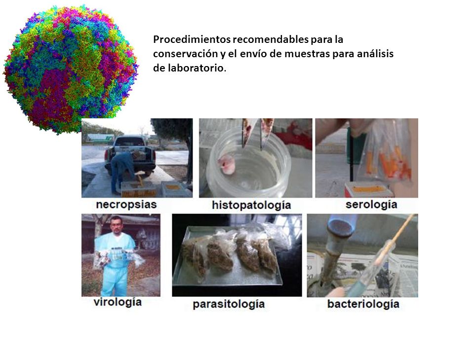Procedimientos recomendables para la conservación y el envío de muestras para análisis de laboratorio.