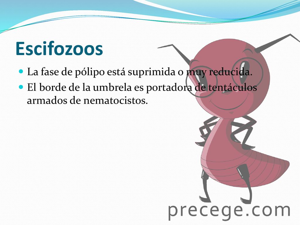 Escifozoos La fase de pólipo está suprimida o muy reducida.