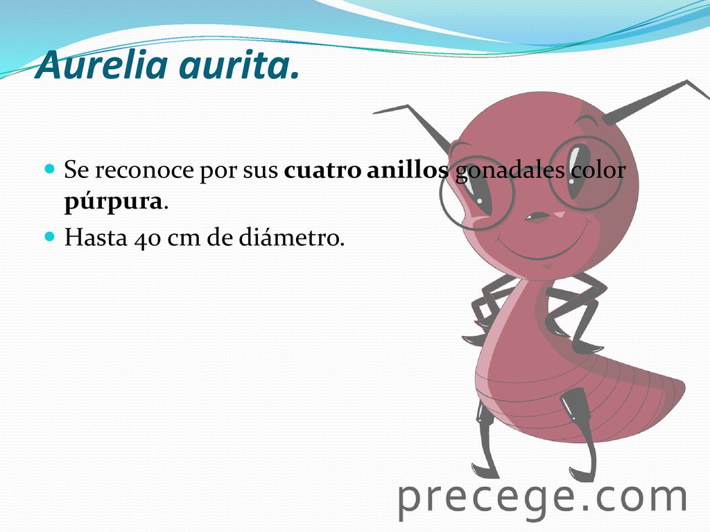 Aurelia aurita. Se reconoce por sus cuatro anillos gonadales color púrpura.
