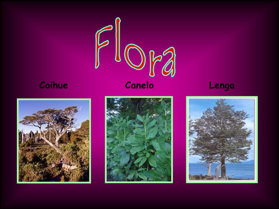 Flora Coihue Canelo Lenga