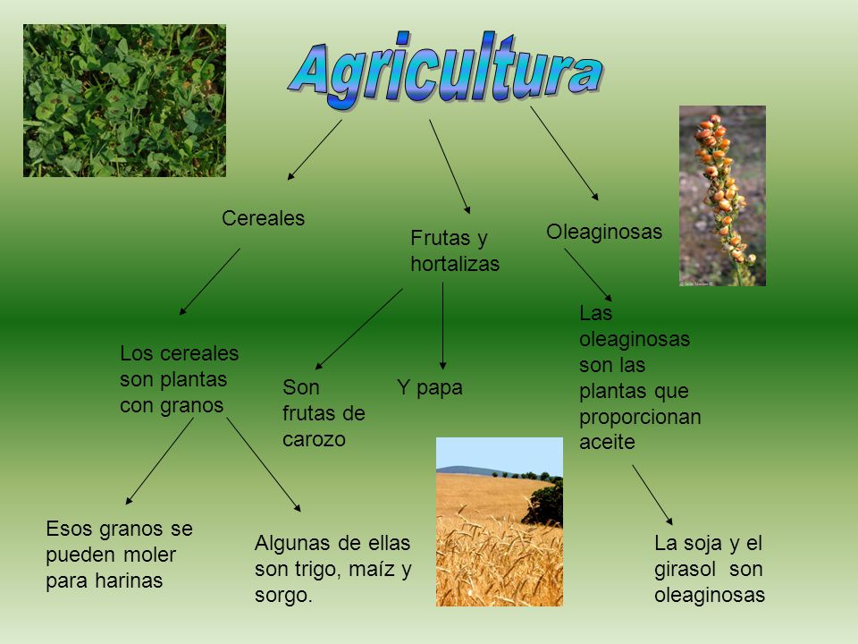 Agricultura Cereales Oleaginosas Frutas y hortalizas