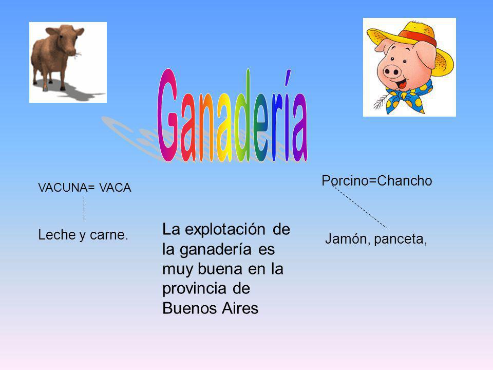 Ganadería Porcino=Chancho. VACUNA= VACA. La explotación de la ganadería es muy buena en la provincia de Buenos Aires.